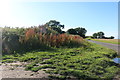 Grassland by Gooseacre Lane, Thorpe Row