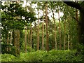 SK6354 : Looking into Combs Wood by Alan Murray-Rust