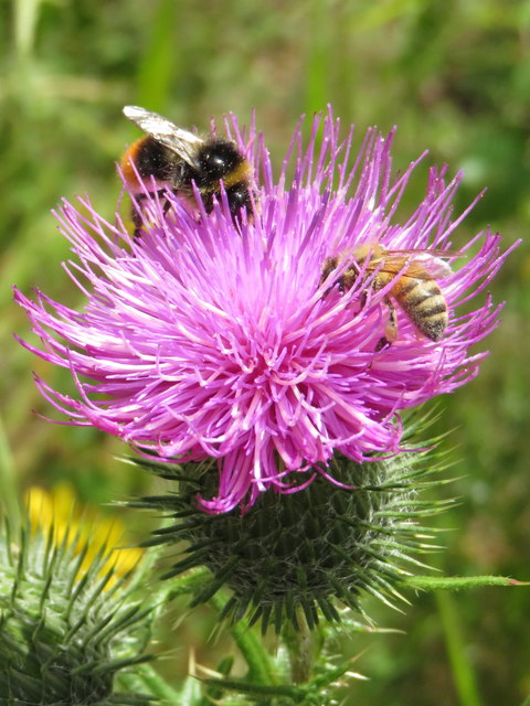 Bees and thistle, Fforest Fawr