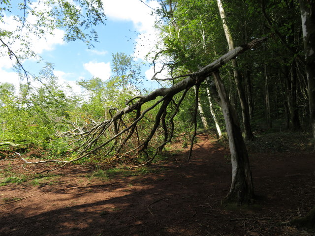 Fallen tree in Fforest Fawr