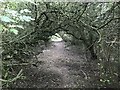 Overgrown path on the Severn Way