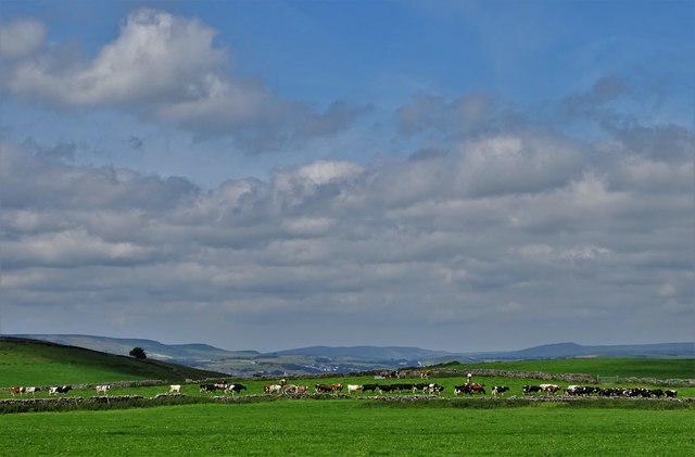 Cattle moving across the landscape near Fivewells Farm