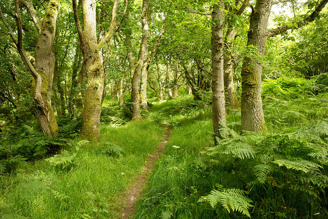 Path through Easter Oak Wood, Black Isle © Julian Paren :: Geograph ...