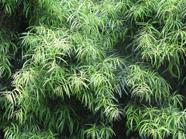 Willow-leaf Podocarp - foliage