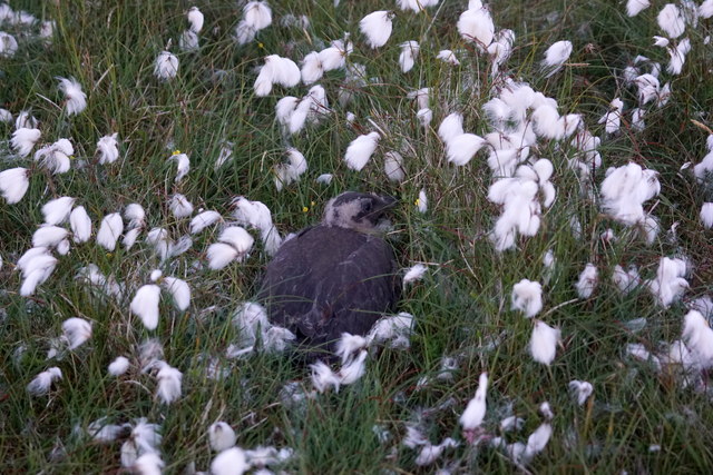 Baby Bonxie amongst Bog-cotton, Hermaness