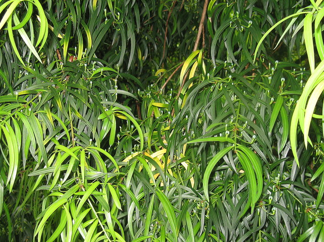 Willow-leaf Podocarp - detail