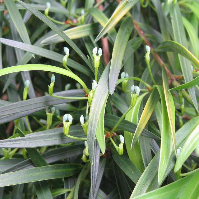 Willow-leaf Podocarp - developing cones