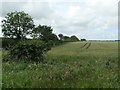 TA0668 : Wheatfield west of Dicky Smith's Plantation by Christine Johnstone