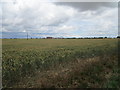 Wheat, Heckington Fen