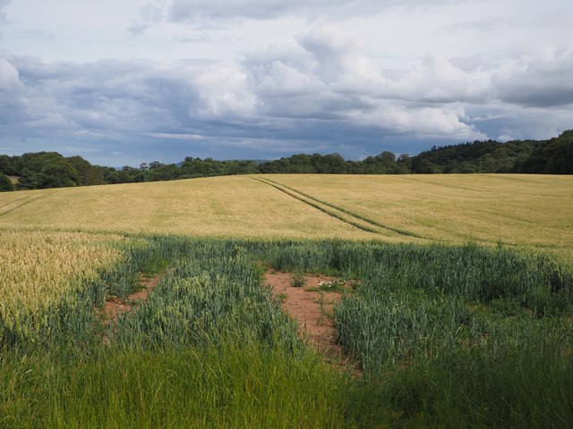 A Ripening Wheat Field at Birnieknowes