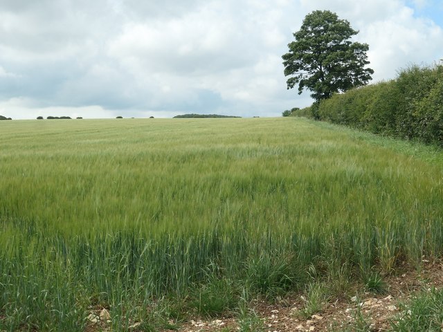 Barley field on Paddock Hill