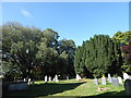 St Andrew, Weeley: trees in the churchyard