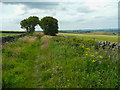 Footpath on field access track, Thurlstone