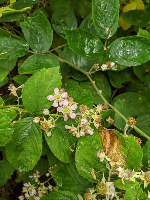 Variety in the Bramble flowers