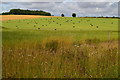 Bales in field, looking toward Warren Field Plantation