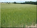 TA0269 : Barley field, west of Octon by Christine Johnstone