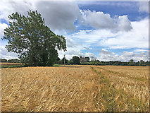 TL4861 : A barley field near Biggin Abbey by John Sutton