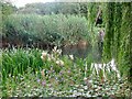 Reed Beds, Chirton Dene, North Shields