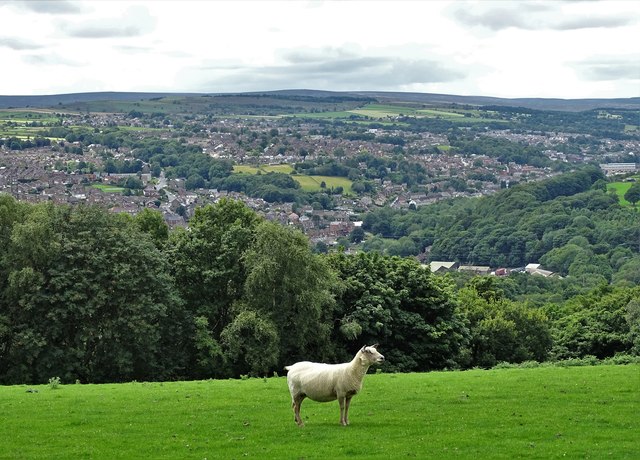 Lone sheep with Deepcar and Stocksbridge beyond