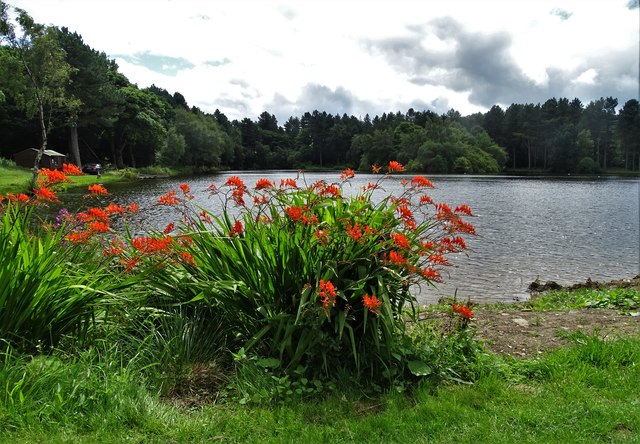 Wharncliffe Reservoir with montbretia