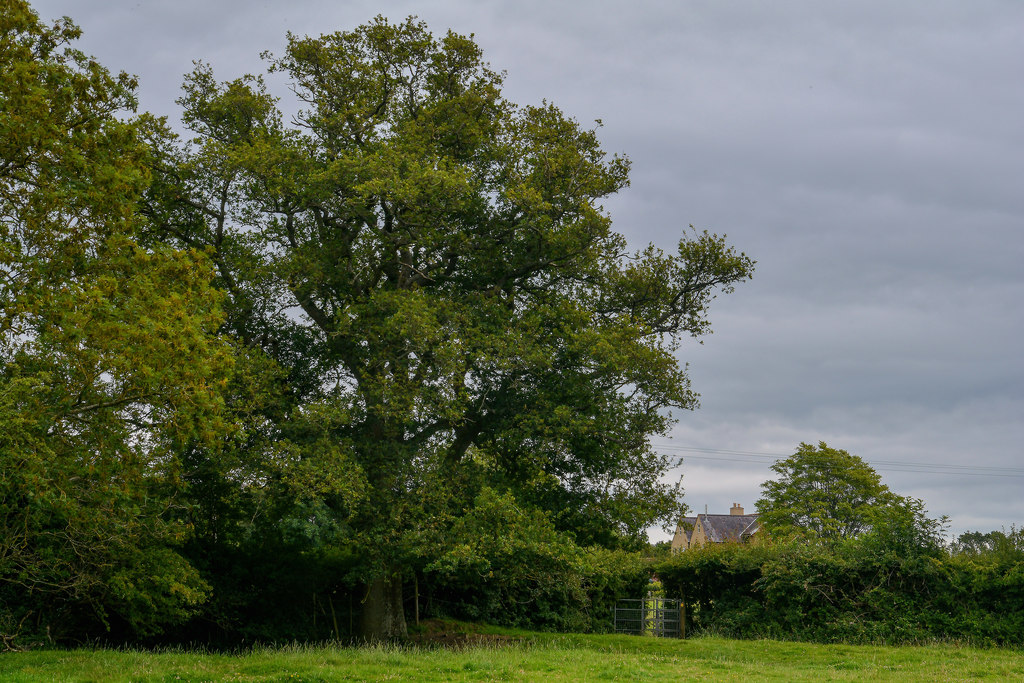 Nempnett Thrubwell : Grassy Field © Lewis Clarke cc-by-sa/2.0 ...