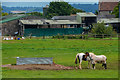 Nempnett Thrubwell : Regilbury Park Farm