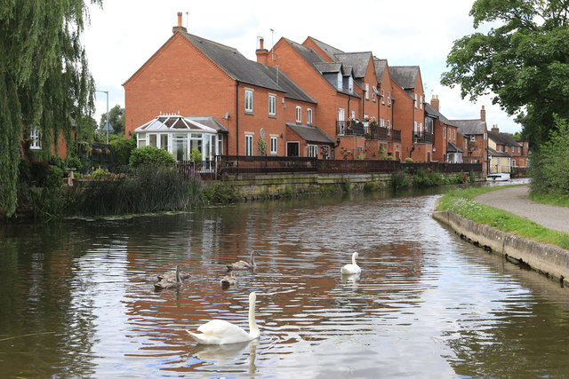 Swans in Zouch