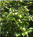 SX8863 : Apples, Cockington orchard by Derek Harper