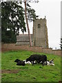 Cattle and church