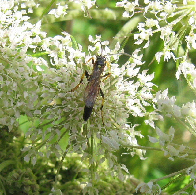 Ichneumon fly on Angelica flowers
