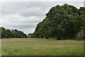 SU8376 : View along the avenue of Shottesbrooke Park by Simon Mortimer