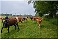 ST5458 : Ubley : Grassy Field & Cattle by Lewis Clarke