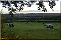 Cows next to Hoarstone Lane