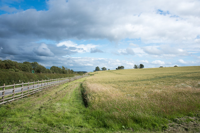 Tall grass in field adjacent to farm access road