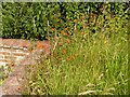 Fox and Cubs (Pilosella aurantiaca), Halloughton