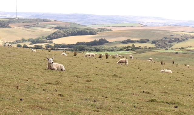 Sheep in Gallibury Fields