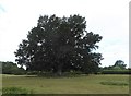 Holm oak tree, Malmains, Pluckley