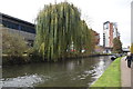 Weeping Willow, Grand Union Canal