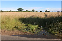 TG0211 : Field by Yaxham Road, Clint Green by David Howard