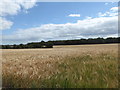 TQ9356 : Crop field near Doddington by pam fray