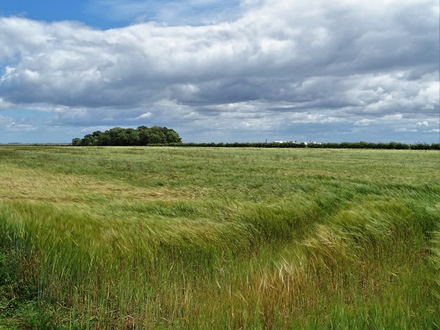 Barley field on Halton Marshes