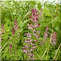 Common fumitory (Fumaria officinalis)