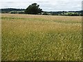 SO6741 : A wheatfield near The Nelmes by Philip Halling