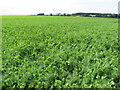 NT5667 : Pea field, near Danskine by M J Richardson
