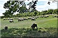 Heveningham: Field with good grass presently used for sheep grazing