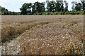 Heveningham, Home Farm: Cereal crop