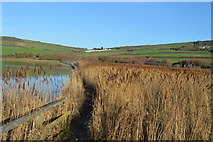 SY5287 : Reeds, West Bexington by N Chadwick