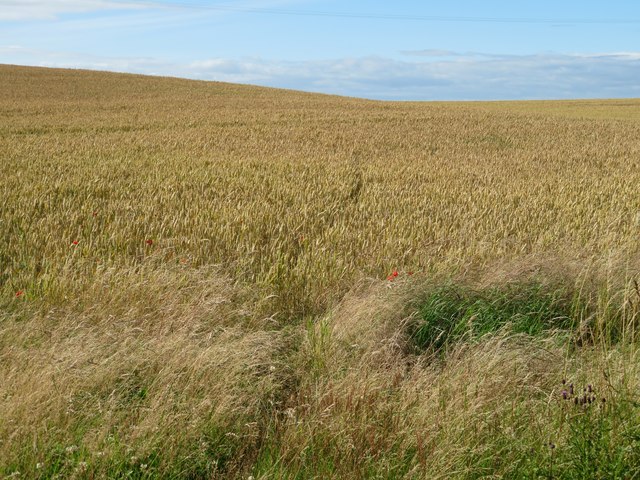 Winter wheat at Carfrae