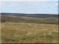 NT6164 : Moss Law in the Lammermuir Hills by M J Richardson