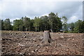 Clear-felling at Countesswells Wood